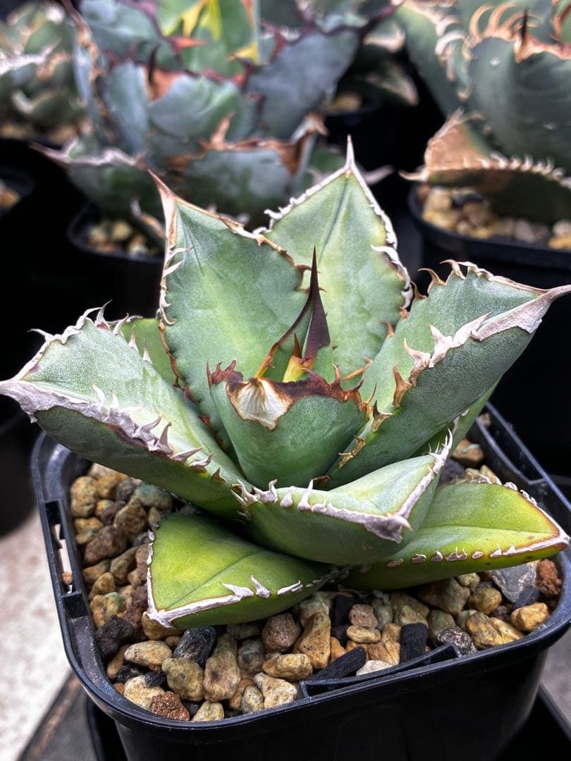 超選抜株目立った傷や汚れなし