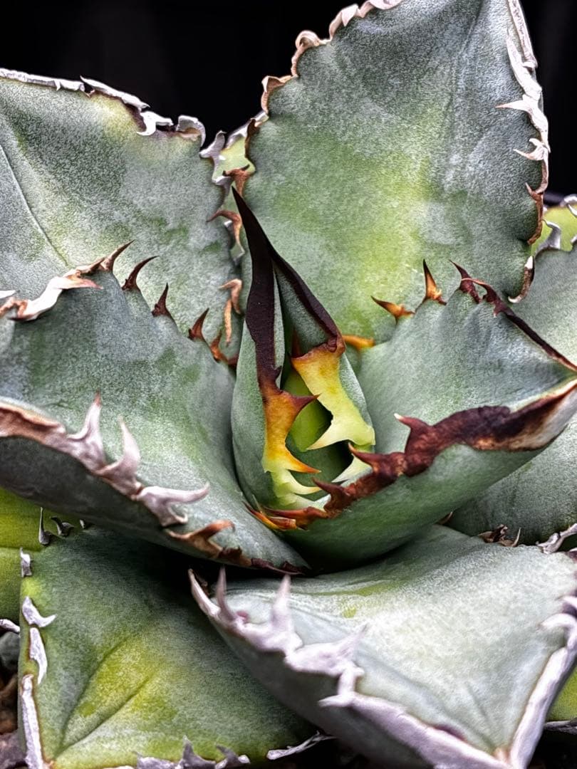 OTEOIウリエル実生株