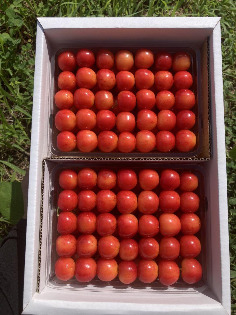 さくらんぼ　紅秀峰1kg 山形県産