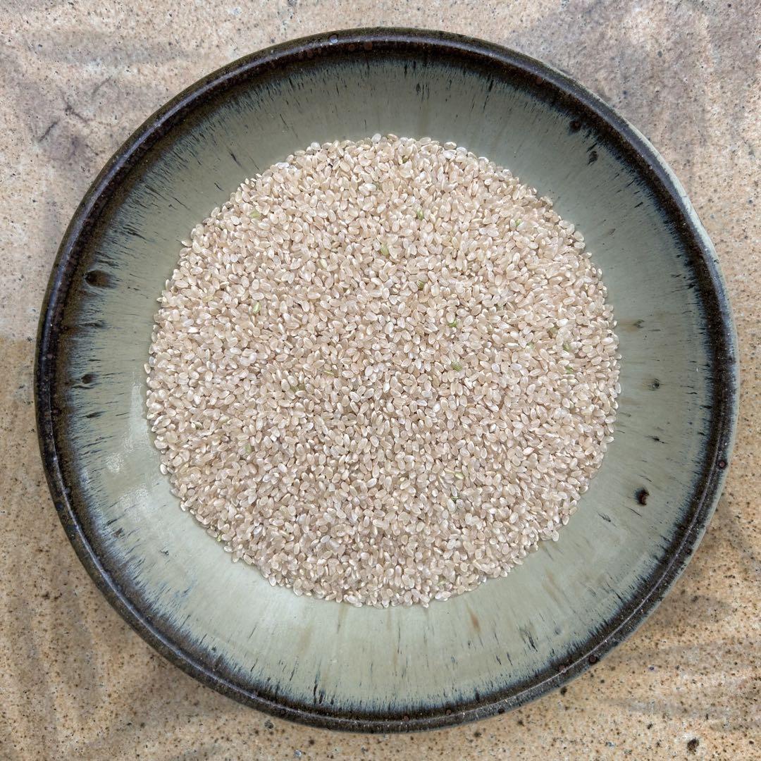 令和6年度産／クリムソンクローバー・特別栽培コシヒカリ10kg／食味値84