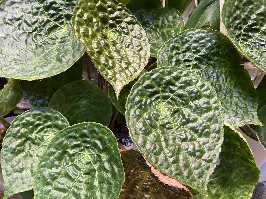 ベゴニア　フートエンシス　大株　メルカリ便　鉢ごと ベゴニア フートエンシス Begonia Phuthoensis✨✨大型K - メルカリ