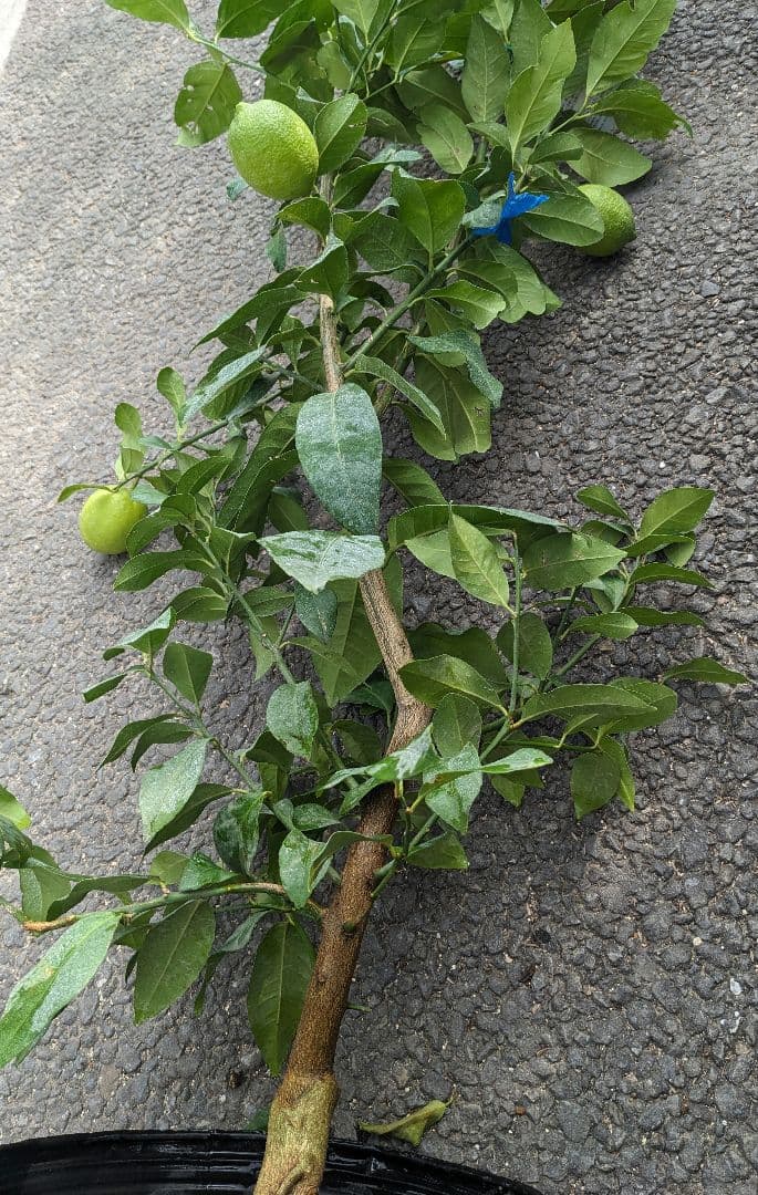 ユーレカレモン大苗木♪✿✿✿実付き