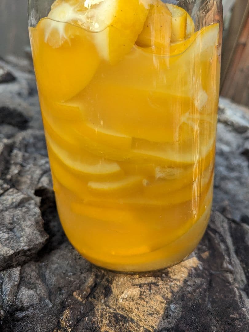 ユーレカレモン大苗木♪✿✿✿実付き