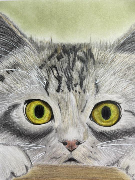 夏の猫 パステル 色鉛筆画 A4サイズ 1点物