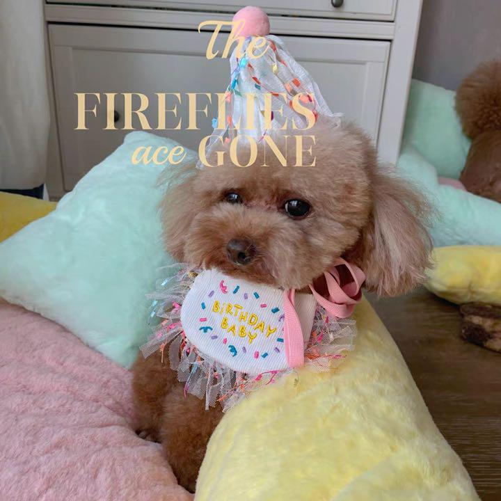 最高の品質の バースデー スタイ 誕生日 可愛い ハッピー ペット用品 ワンちゃん 猫 犬 Riversidemedicalarts Com