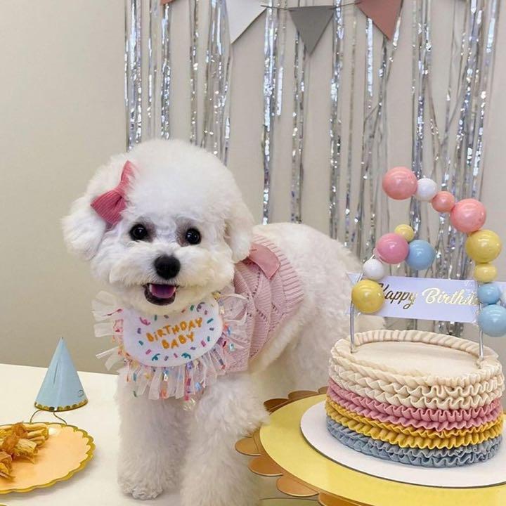 最高の品質の バースデー スタイ 誕生日 可愛い ハッピー ペット用品 ワンちゃん 猫 犬 Riversidemedicalarts Com