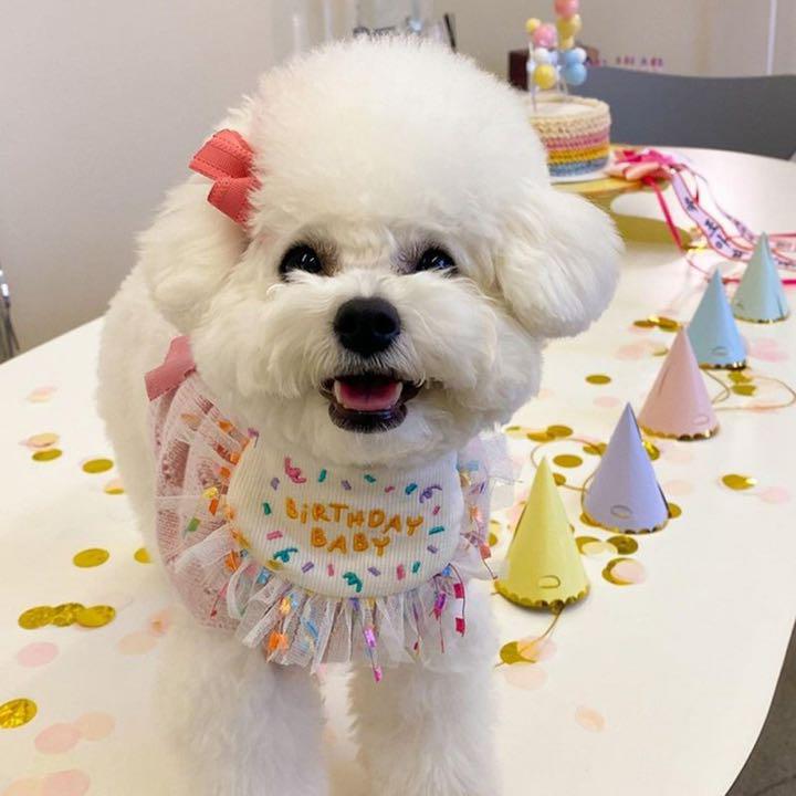最高の品質の バースデー スタイ 誕生日 可愛い ハッピー ペット用品 ワンちゃん 猫 犬 Riversidemedicalarts Com
