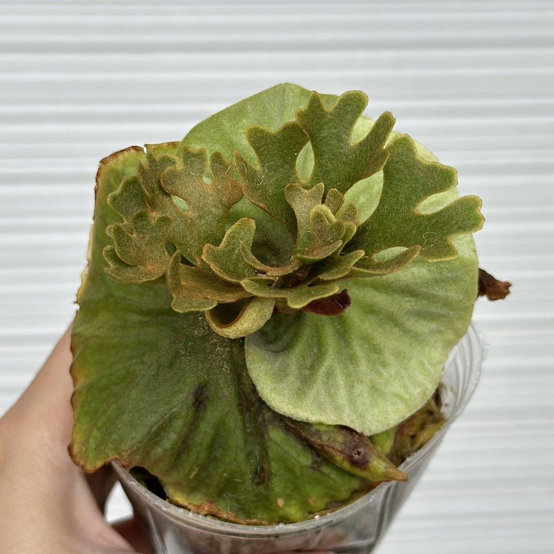 ビカクシダ P.ridleyi dwarf silver 424