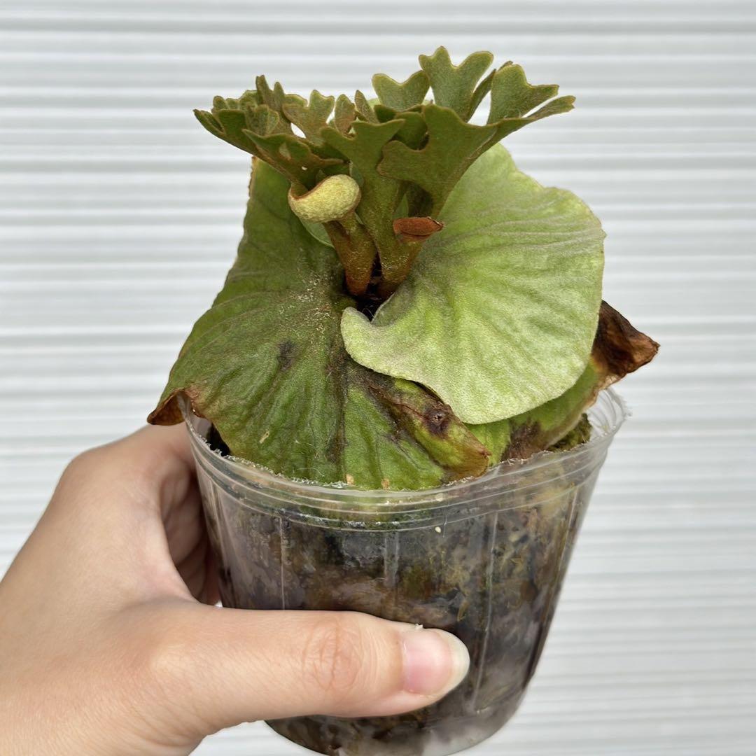 ビカクシダ P.ridleyi dwarf silver 424