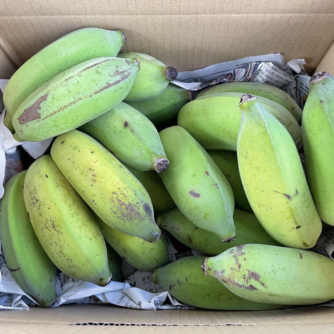 アップルバナナ120cm程度3本セット 沖縄県産☆三尺バナナ☆アップルバナナ（ミニミニサイズ）➁