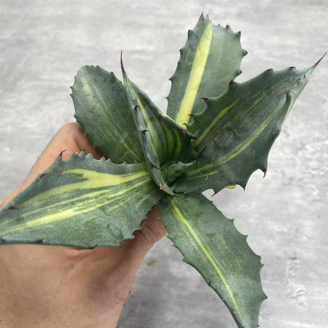 多肉植物 アガベ 特選 赤牙龍黄中斑 美株 極上株 - メルカリ