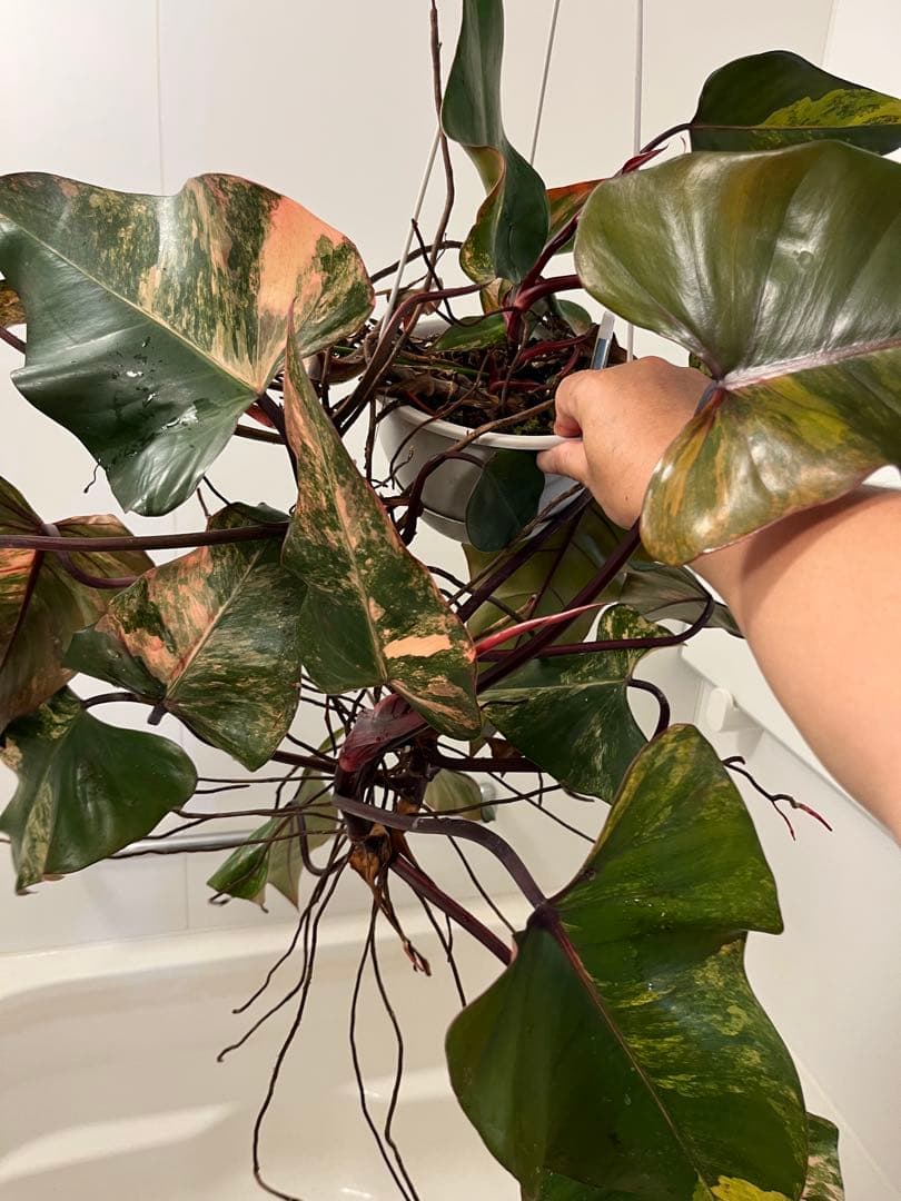 フィロデンドロン ストロベリーシェイク目立った傷や汚れなし