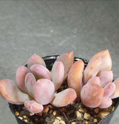 特価商品 多肉植物rdggdrg 特価商品 多肉植物rdggdrg