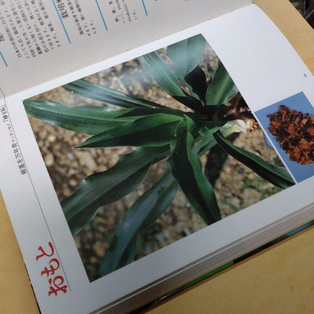 アトリエ天山堂 薬用植物