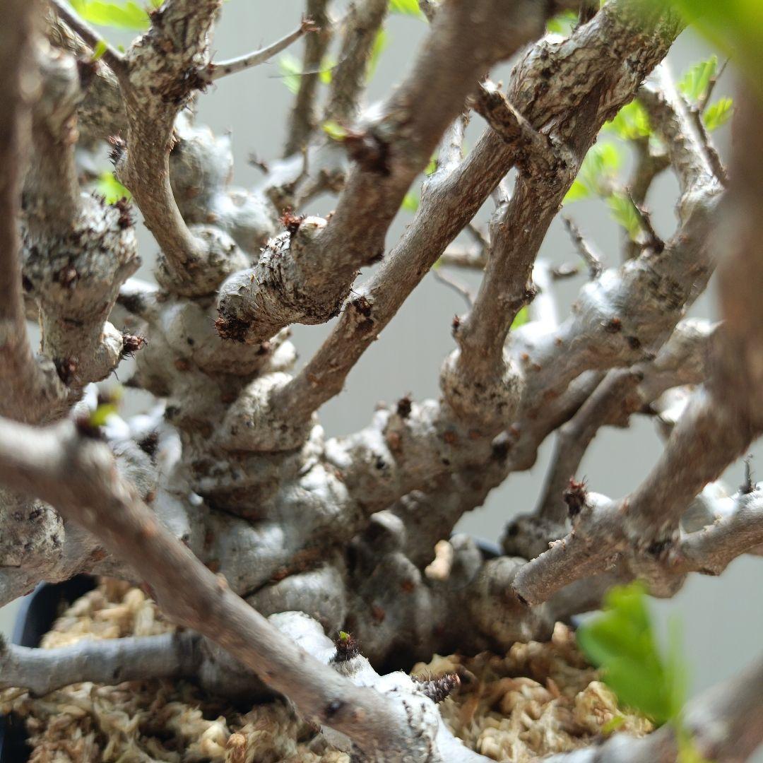 センナ メリディオナリス