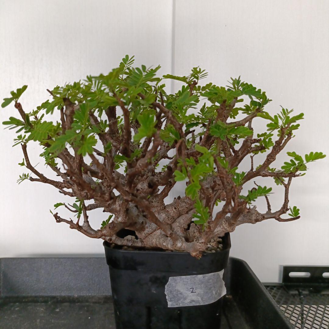 特大 2やや傷や汚れあり