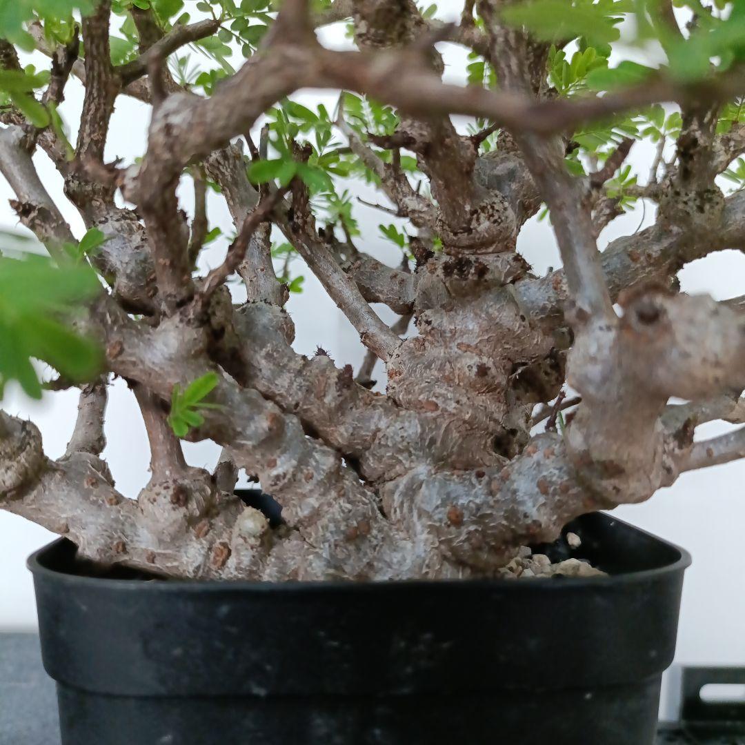 2やや傷や汚れあり