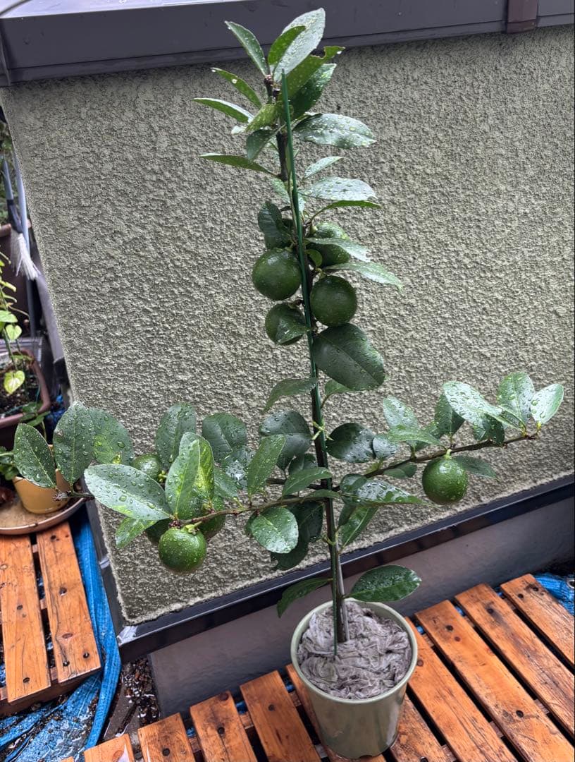 げ中‼︎ 手渡し品