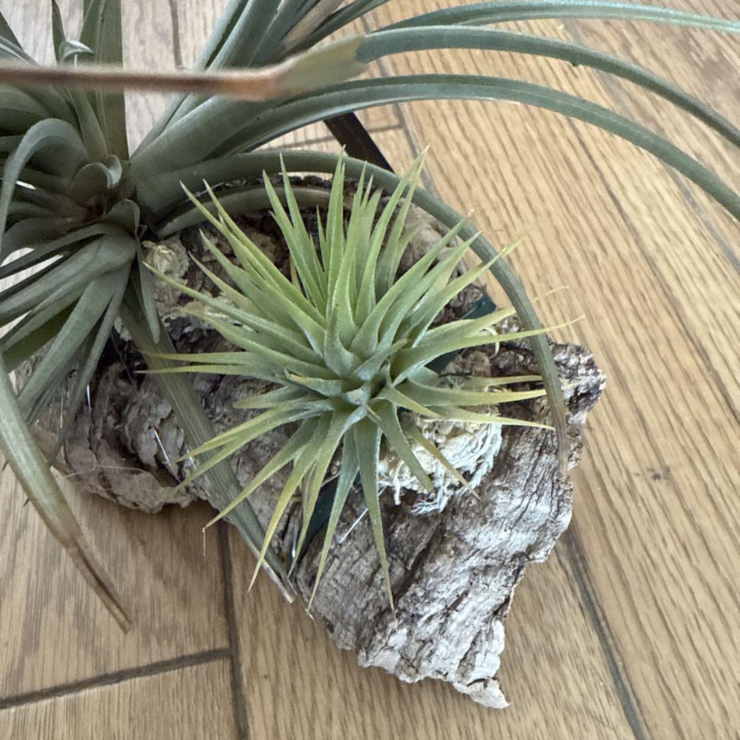 現品】チランジア・イオナンタ・フエゴイエロー T. ionantha