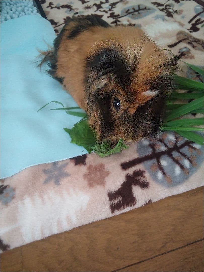 molina★モリーナだよ★ molina★モリーナだよ★