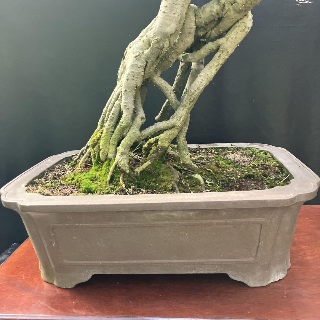 ウメモドキ 盆栽