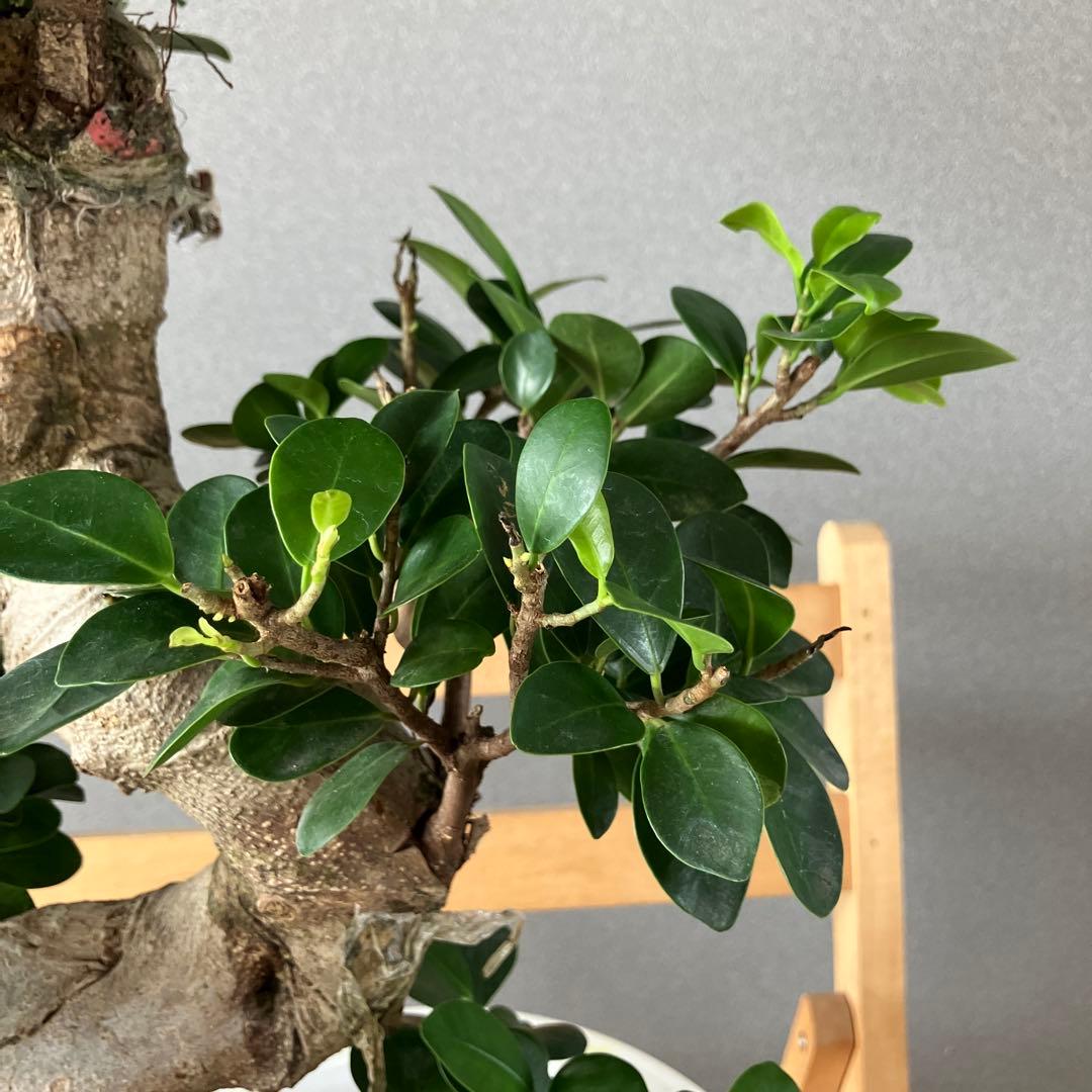 ガジュマル昇龍 幹太8号 ガジュマル昇龍 幹太8号