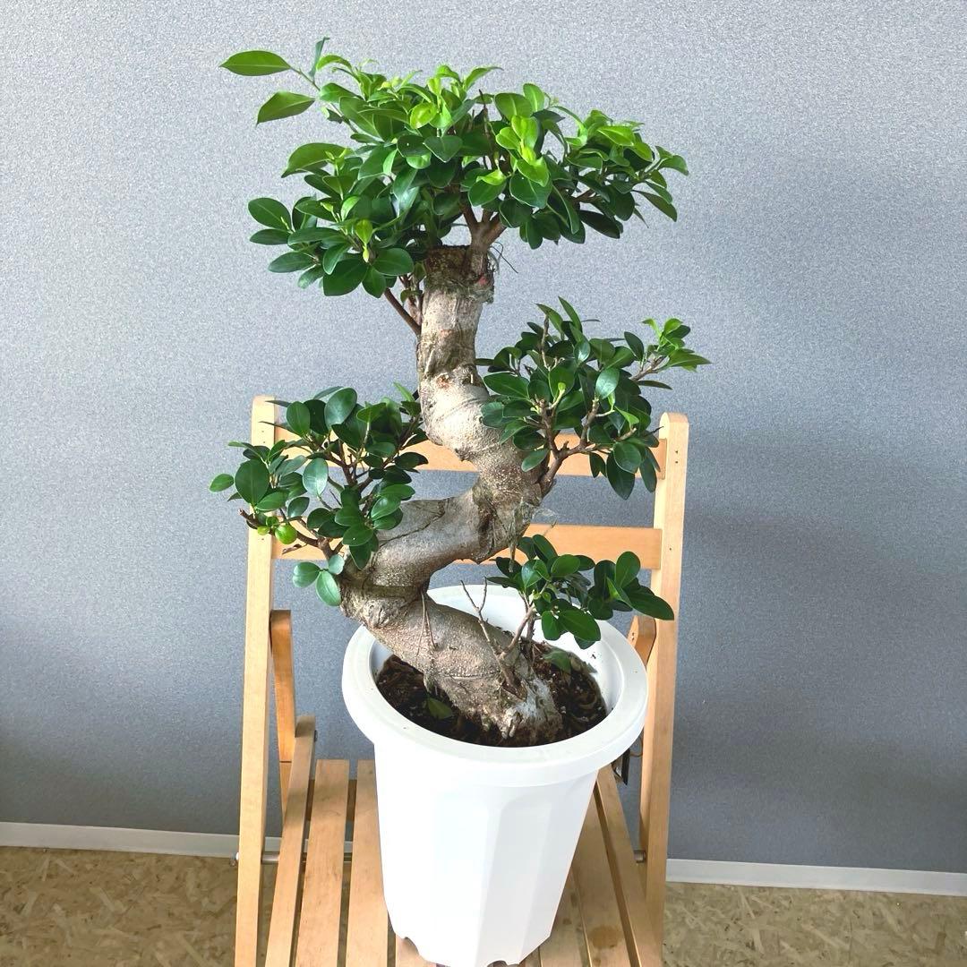 ガジュマル昇龍 幹太8号 ガジュマル昇龍 幹太8号