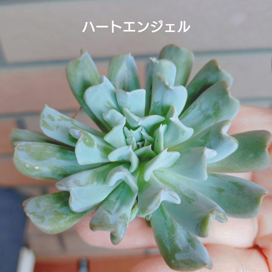 [同梱¥980]ハートエンジェル　カット　多肉　ゆうパケットポストまたはmini