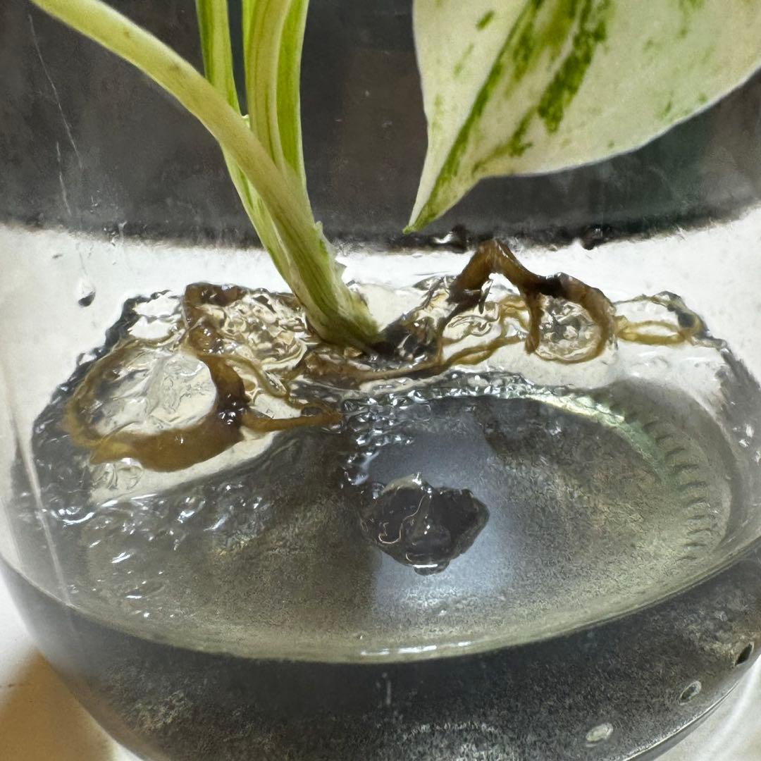 TC☆モンステラ デリシオーサ ホワイトティアーズ バリエガータ 組織