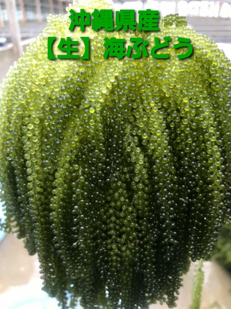 朝摘み直送 沖縄県産【茎無し】海ぶどう たっぷり2kg