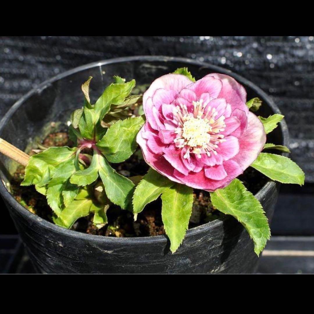 ま*️様 ❤️根っこ充実❤️135⭐️極上品⭐️ま〜るい小輪⭐️【ボリュームSD