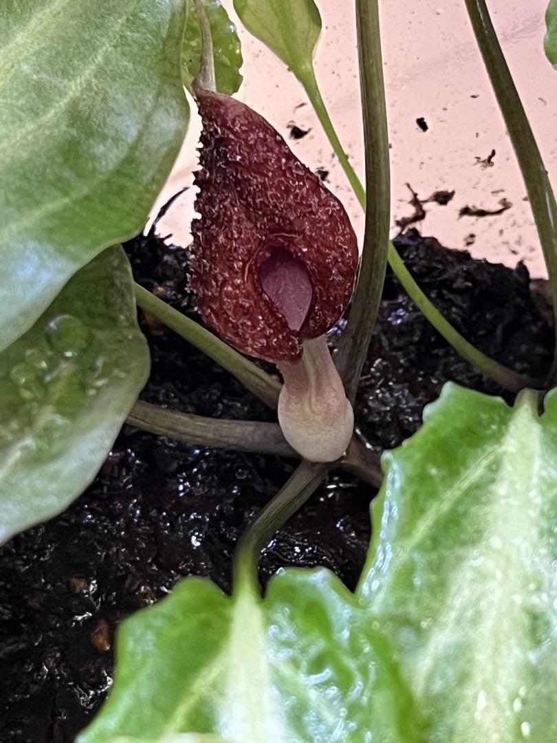 AZ‼️ cryptocoryne \"Diamond Line\"クリプトコリネ AZ‼️ cryptocoryne Diamond Line クリプトコリネ 魚用品・水草