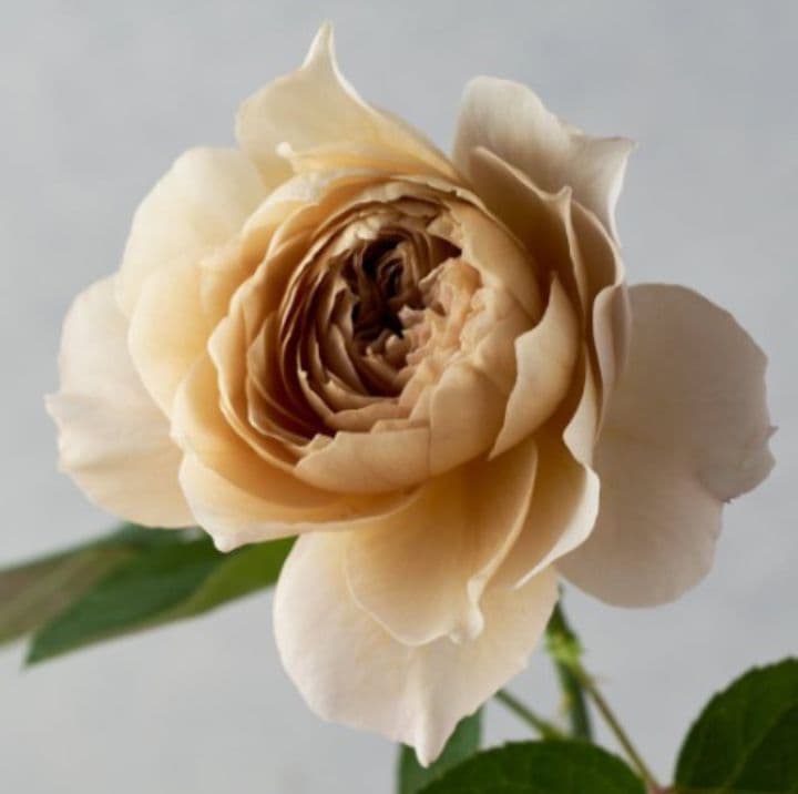 バラ苗(入手困難切り花種) 激レア種 和バラ