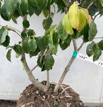 お得な特別割引価格) 《現品》ソヨゴ 株立ち(雄雌不明株) 樹高1.2m