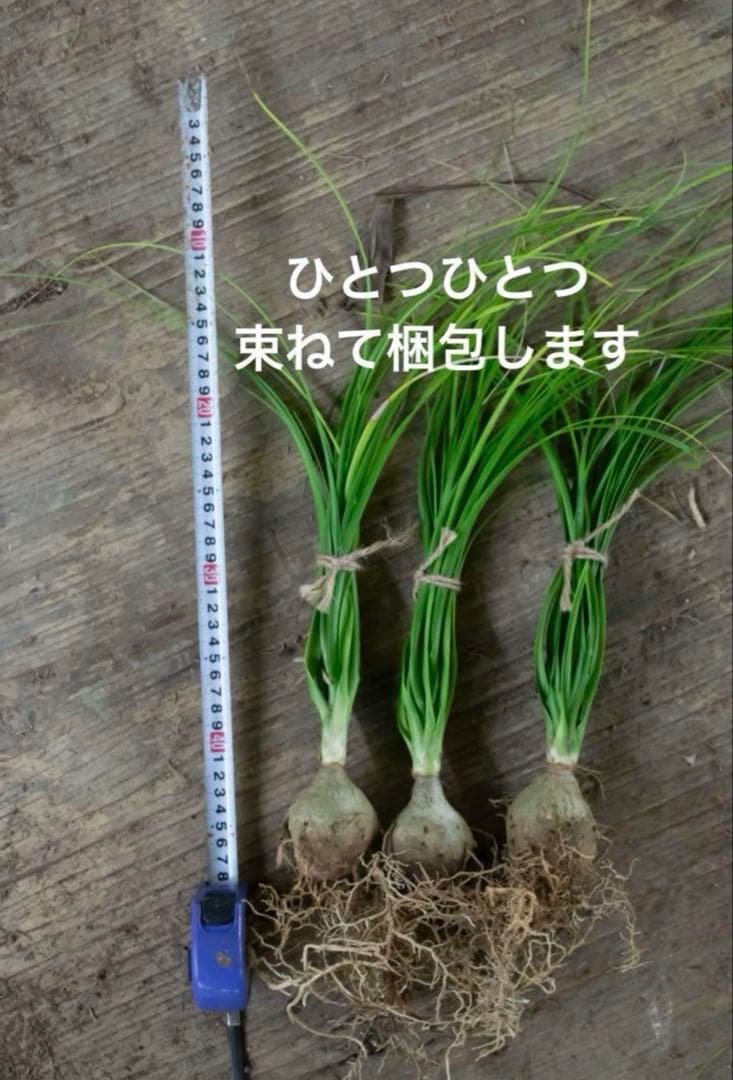 ノリナ 50株まとめ売り目立った傷や汚れなし