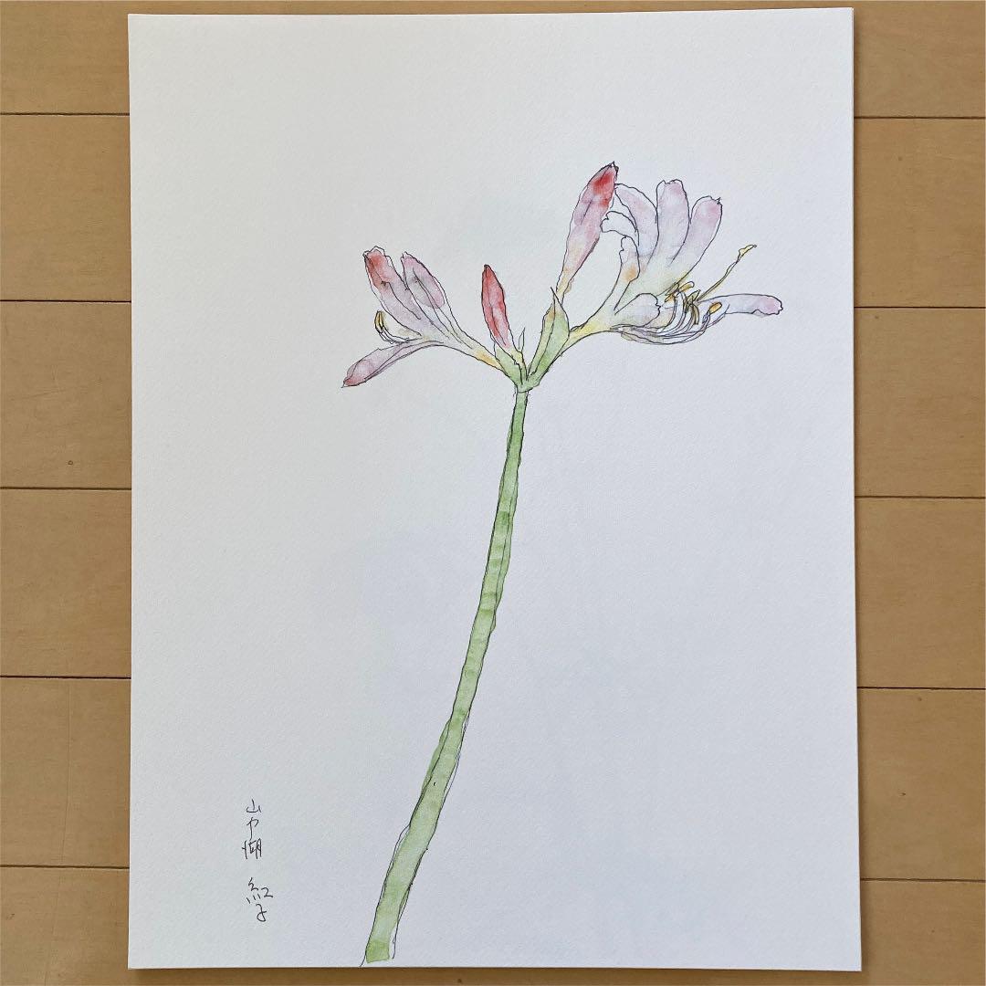 『野の花』 深沢紅子 作　無綴多色刷複製水彩画12枚組　限定350部1981年 野の花』 深沢紅子 作 無綴多色刷複製水彩画12枚組 限定350