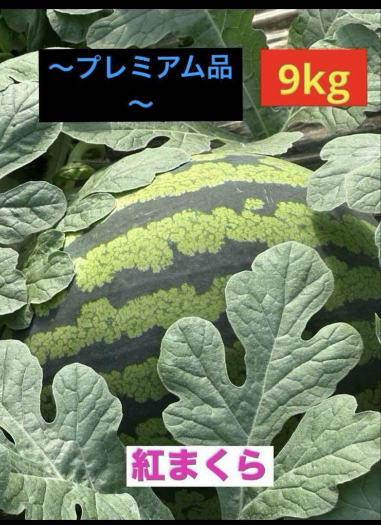 産地直送 熊本植木町スイカ【1玉入り】9kg
