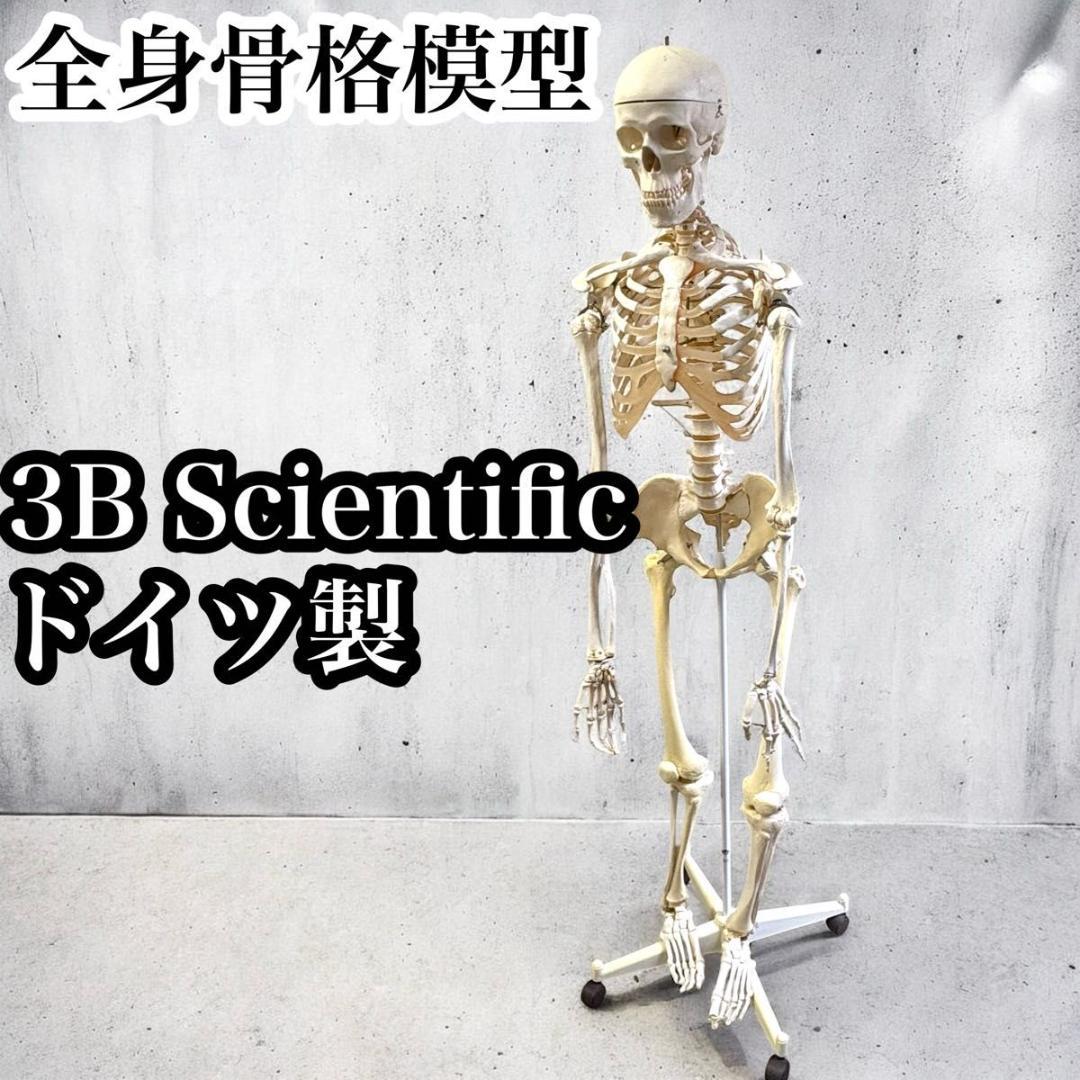 全身骨格模型 3B Scientific 骨格標本 骨格モデル 頚椎 脊柱