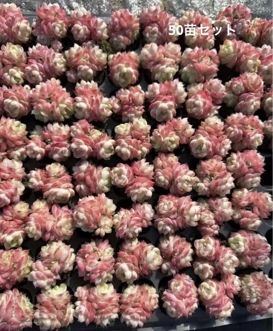 薔薇精霊　エケベリア　多肉植物　50苗セット