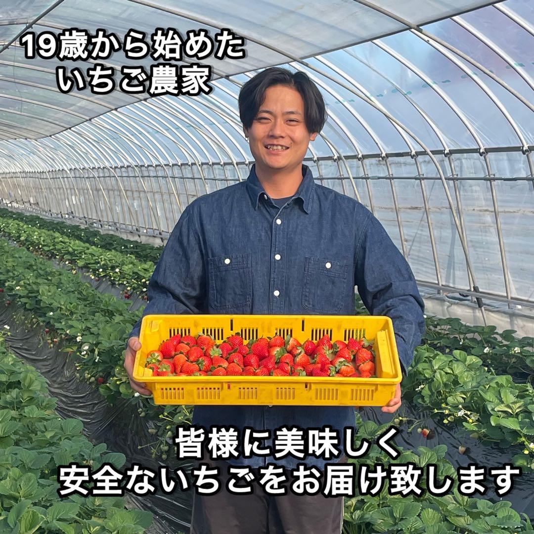 T*様 A品　朝採れ　新鮮　いちご　とちあいか　減農薬　モリンガ　カカオ　3箱