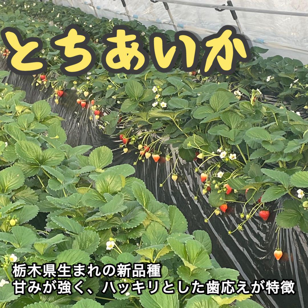 T*様 A品　朝採れ　新鮮　いちご　とちあいか　減農薬　モリンガ　カカオ　3箱