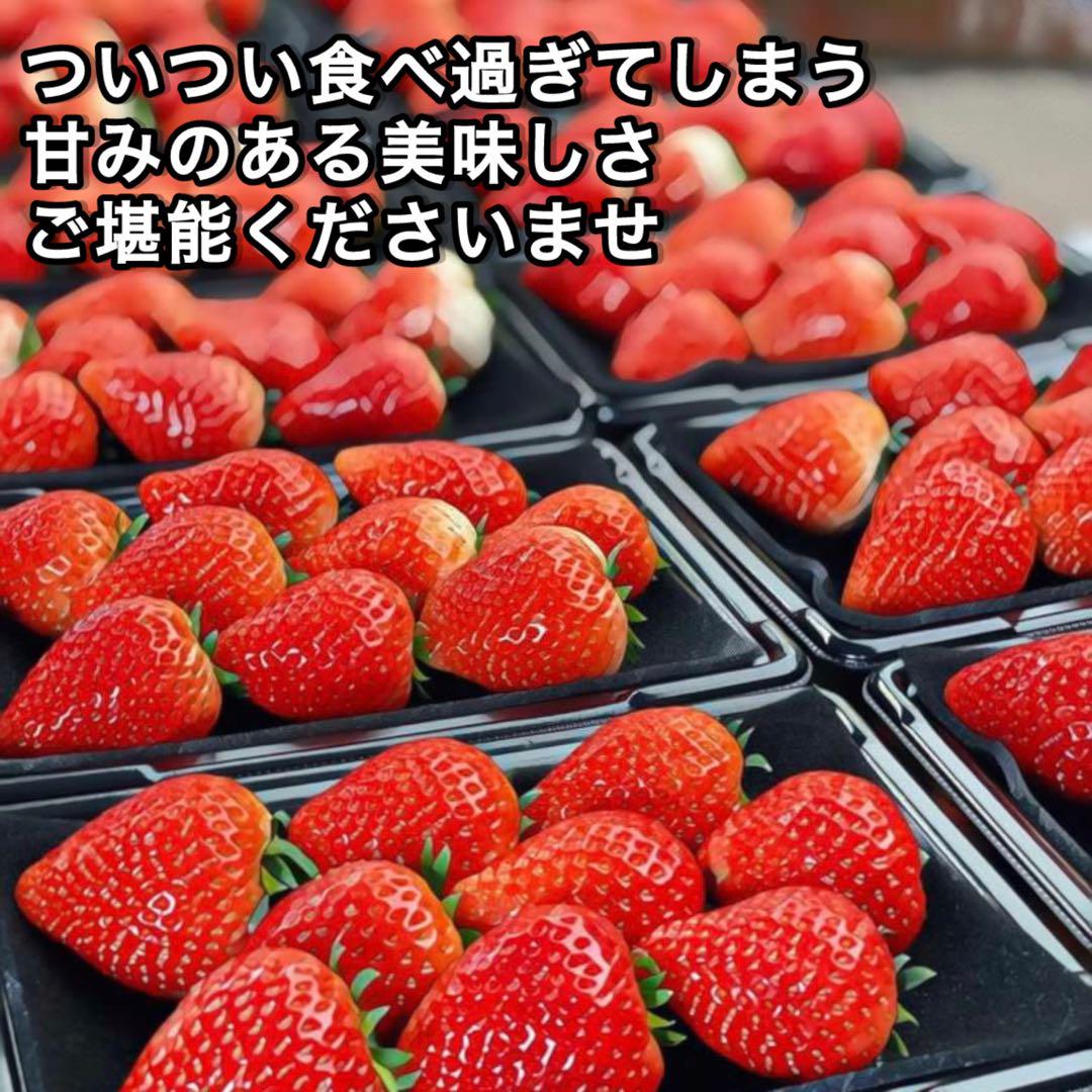 T*様 A品　朝採れ　新鮮　いちご　とちあいか　減農薬　モリンガ　カカオ　3箱