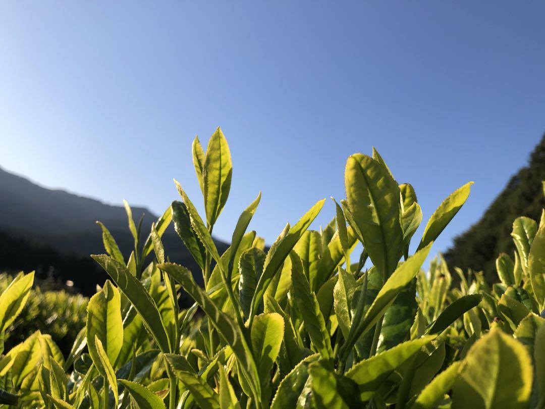 瀧　無農薬栽培茶　100g×10袋　久子ばあちゃんの健康長寿のお茶　川根茶 数量は多】 瀧様専用 無農薬栽培茶 100g×10袋 久子ばあちゃんの