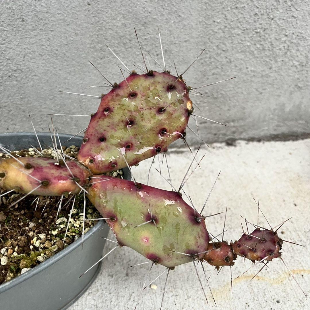 opuntia macrocentra hybr オプンチア サボテン 多肉植物