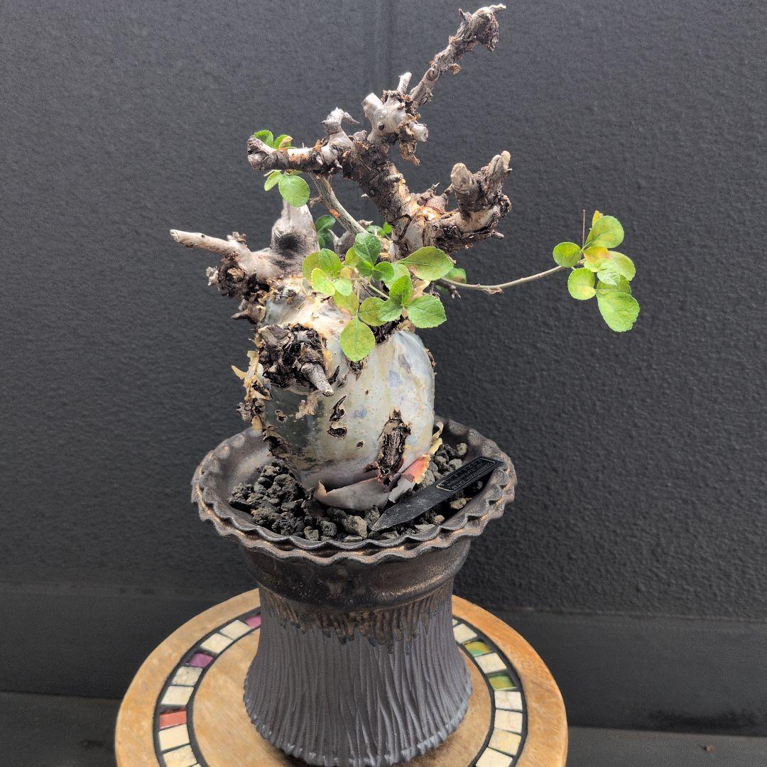 陶器鉢やや傷や汚れあり