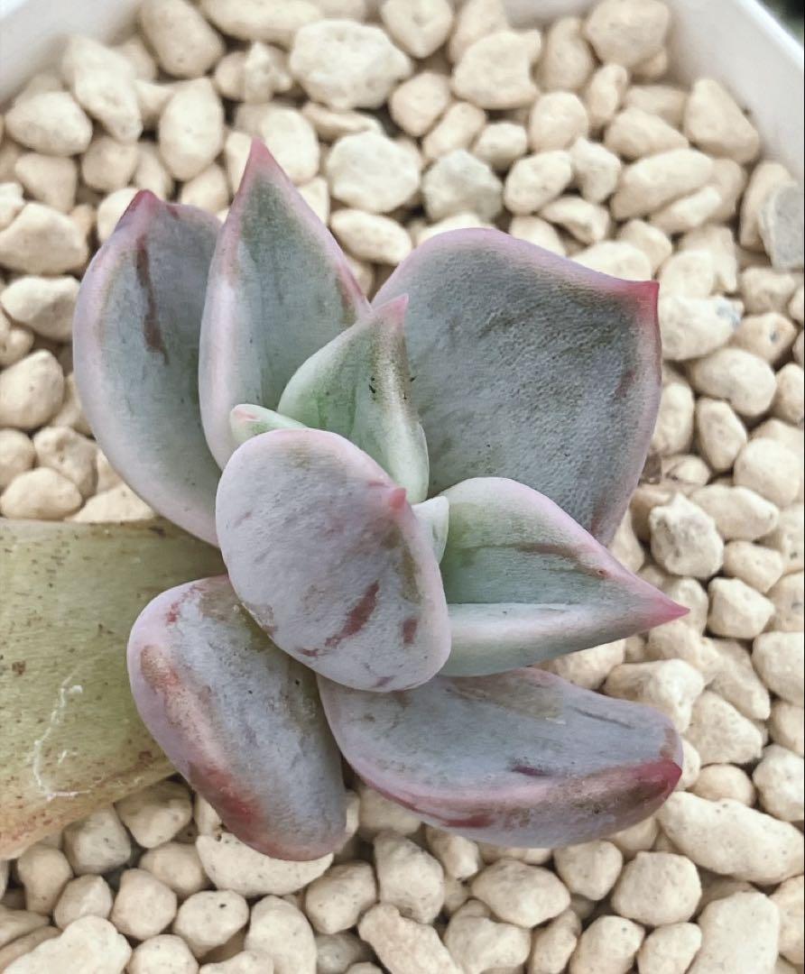多肉植物　マディバ錦　赤筋斑　カット