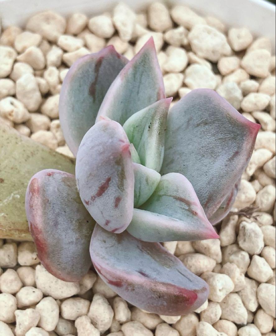 多肉植物　マディバ錦　赤筋斑　カット