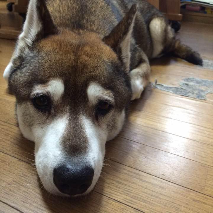 オーダー確認用画像