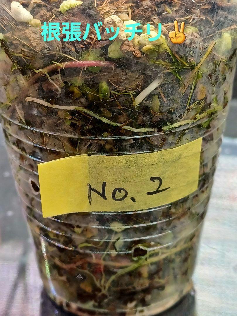 No.2 アロカシア　ブラックステム　斑入り（白斑）