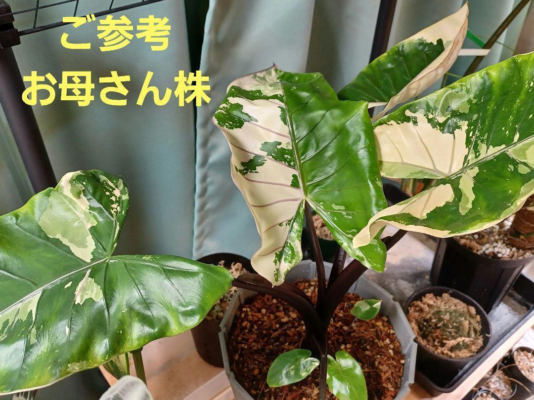 No.2 アロカシア　ブラックステム　斑入り（白斑）